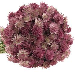 Astrantia rosa Roma 40cm