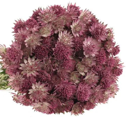 Astrantia rosa Roma 40cm