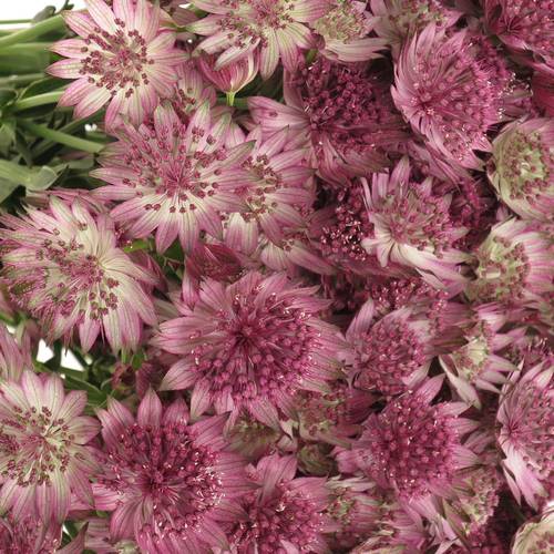 Astrantia rosa Roma 40cm