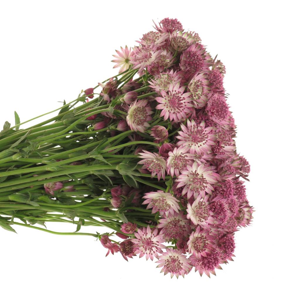 Astrantia rosa Roma 40cm