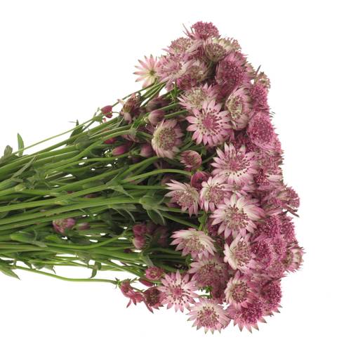 Astrantia rosa Roma 40cm