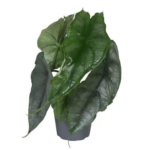 Alocasia Dragon Breath T06 H010