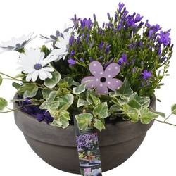 Garten.Arr PTPP6930 T23 H026