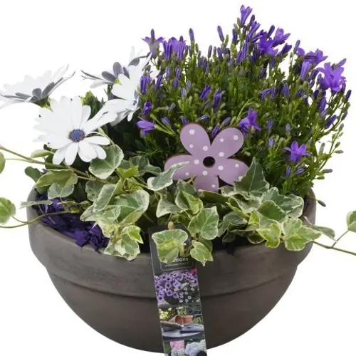 Garten.Arr PTPP6930 T23 H026