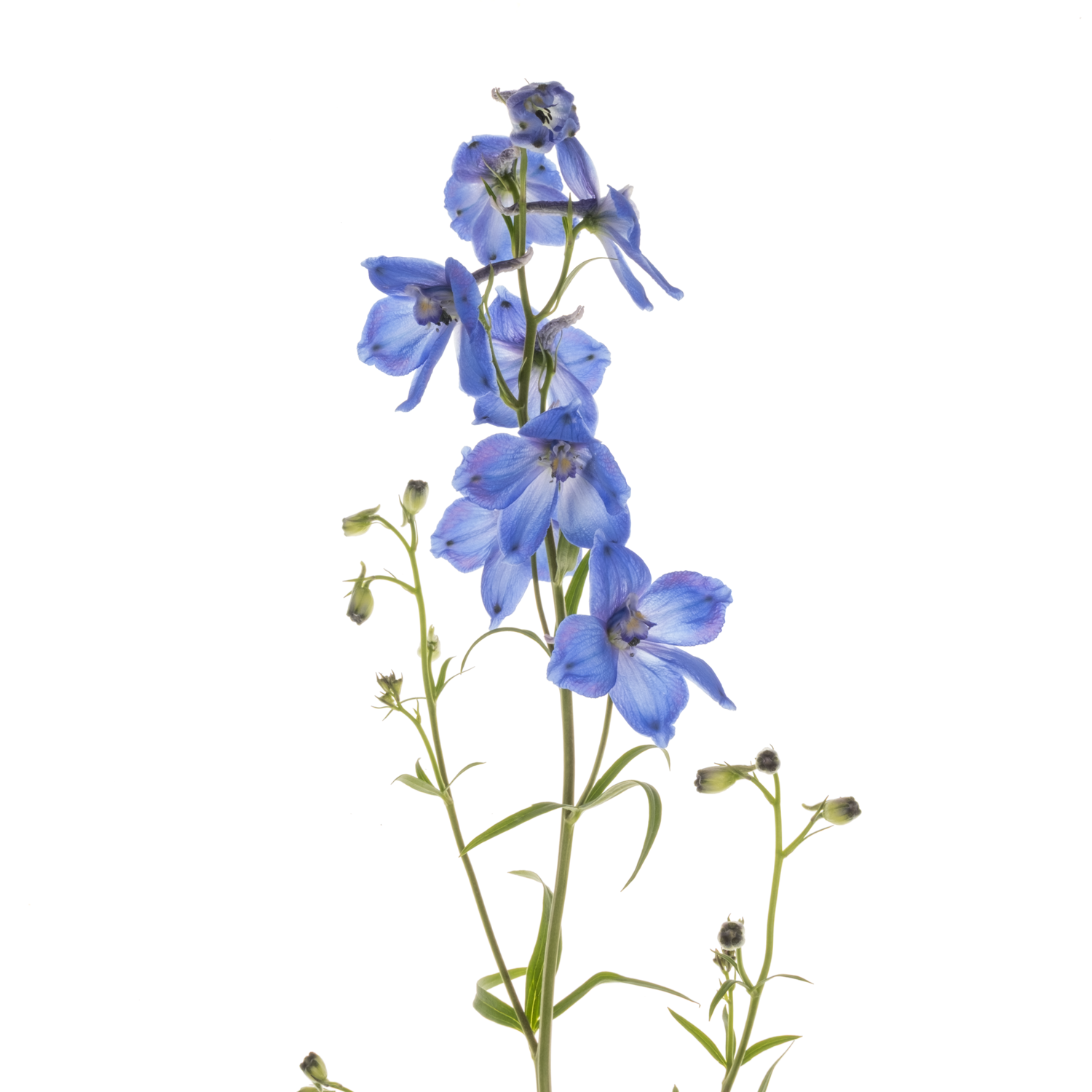 Delphinium dunkel blau/violett Piccolo 60cm