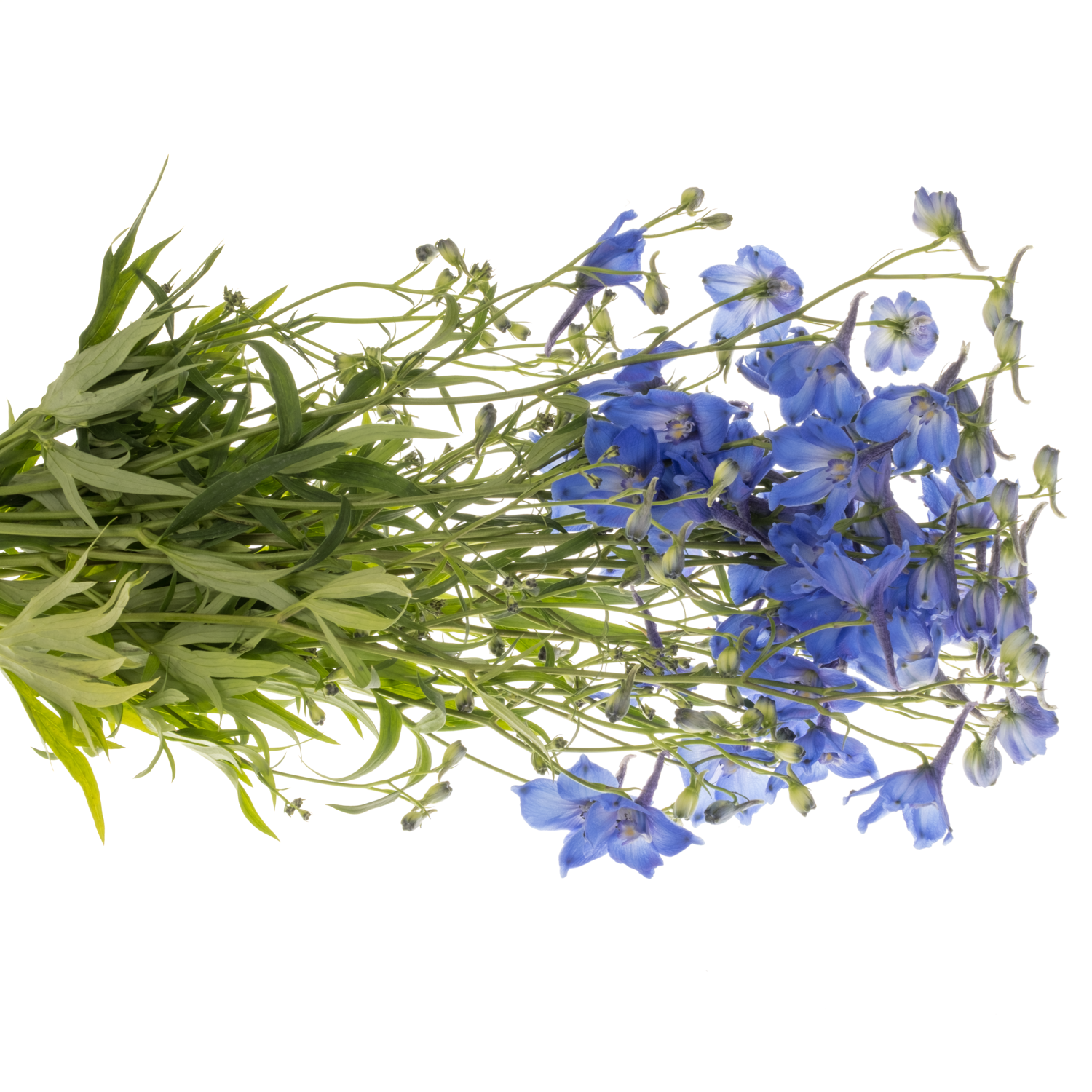 Delphinium dunkel blau/violett Piccolo 60cm