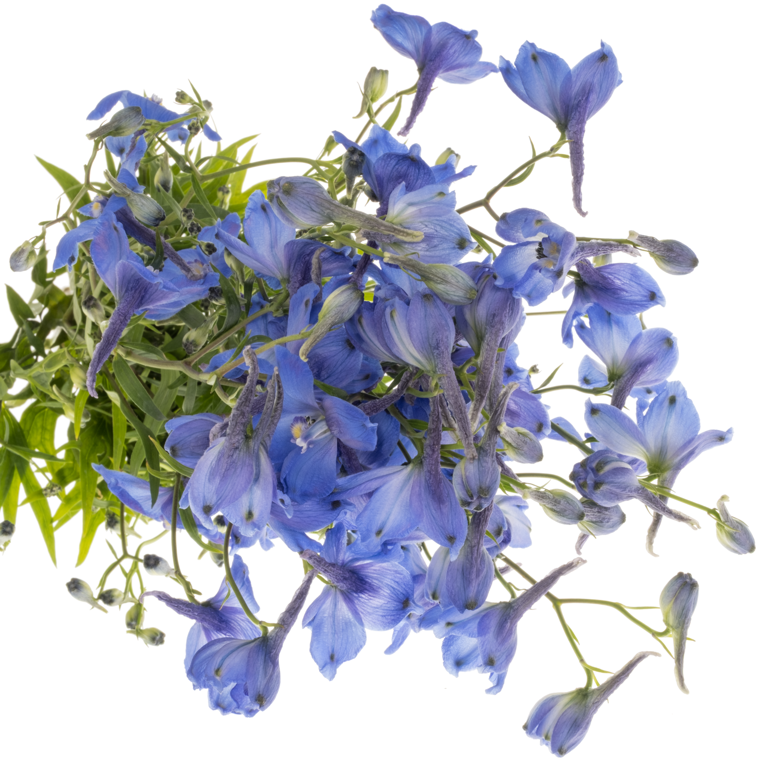 Delphinium dunkel blau/violett Piccolo 60cm
