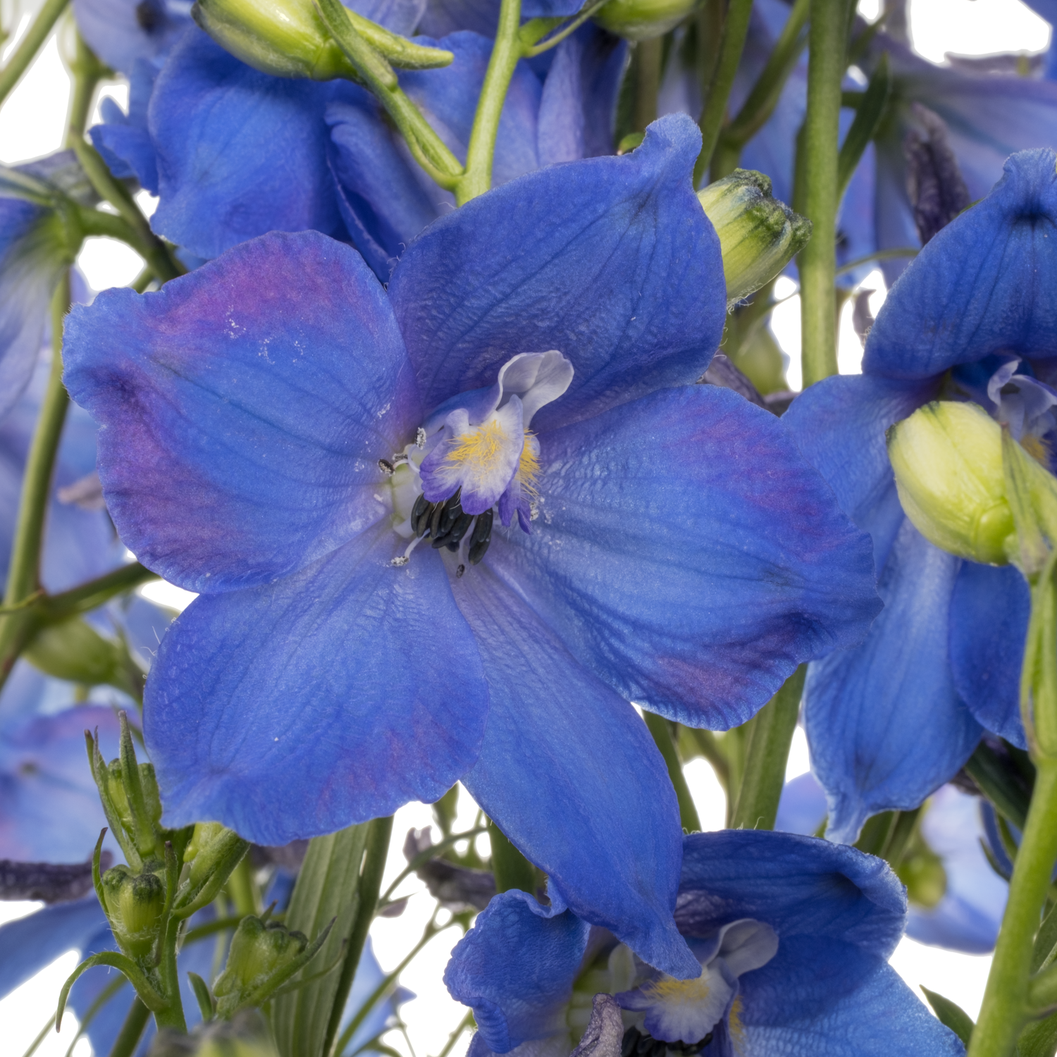 Delphinium dunkel blau/violett Piccolo 60cm