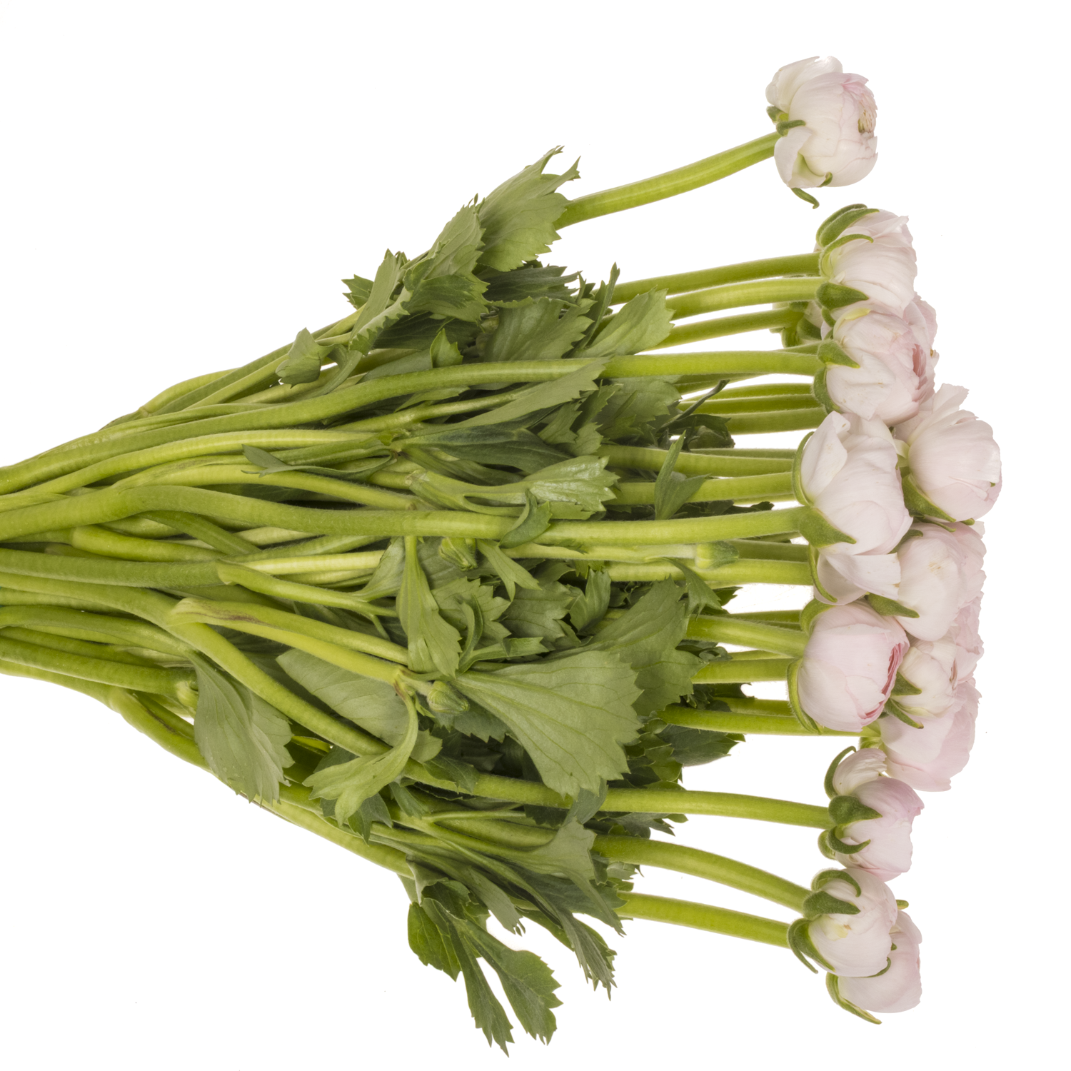 Ranunkel hell rosa Success Lady 45cm x 30