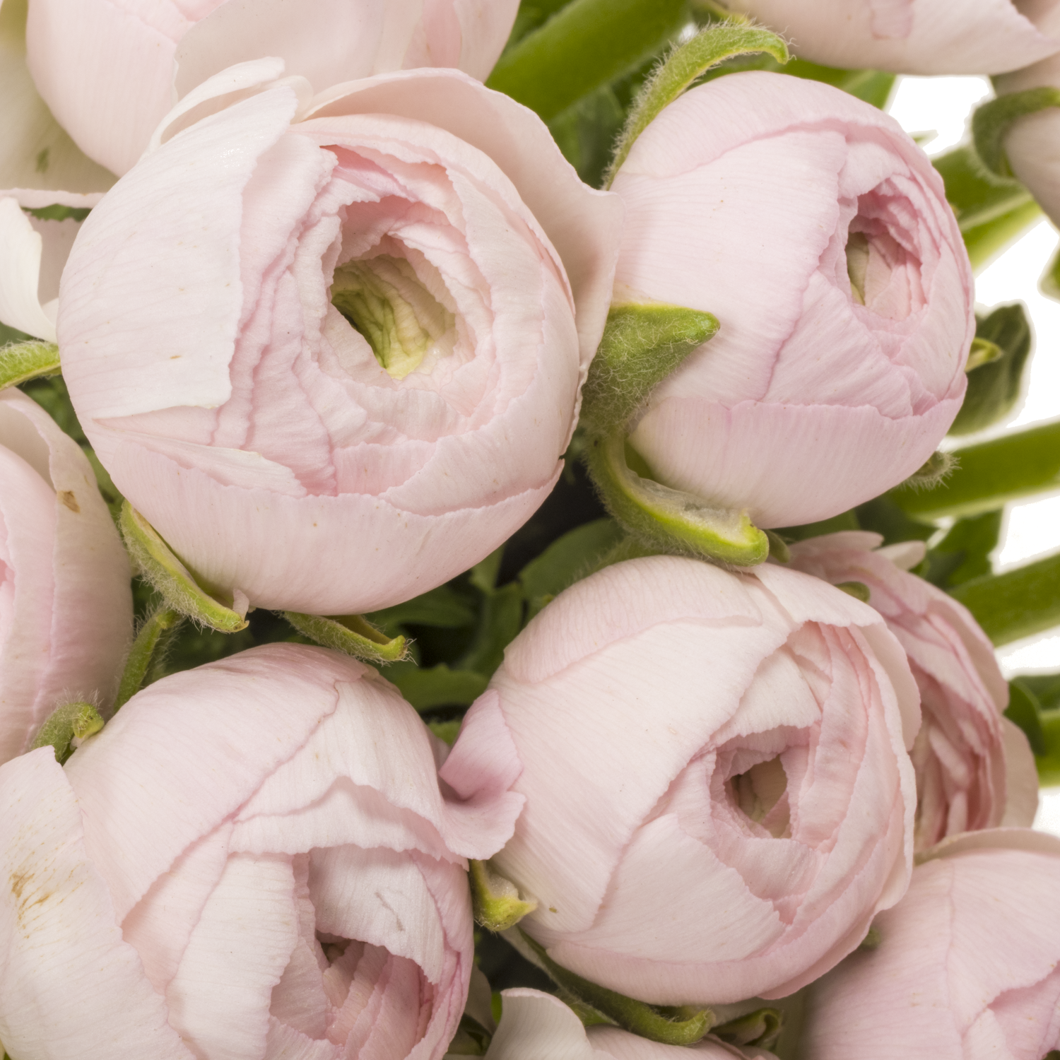 Ranunkel hell rosa Success Lady 45cm x 30