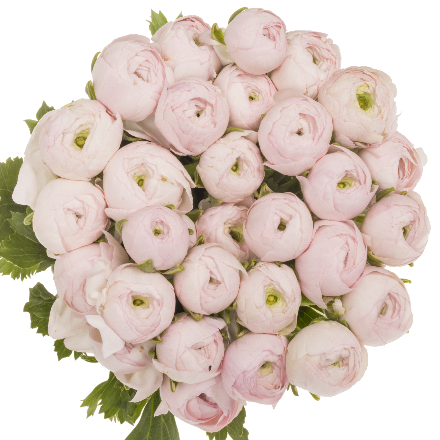 Ranunkel hell rosa Success Lady 45cm x 30