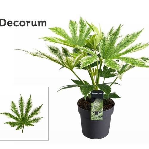 Fatsia Jap. Spider Web Varieg. T17 H055