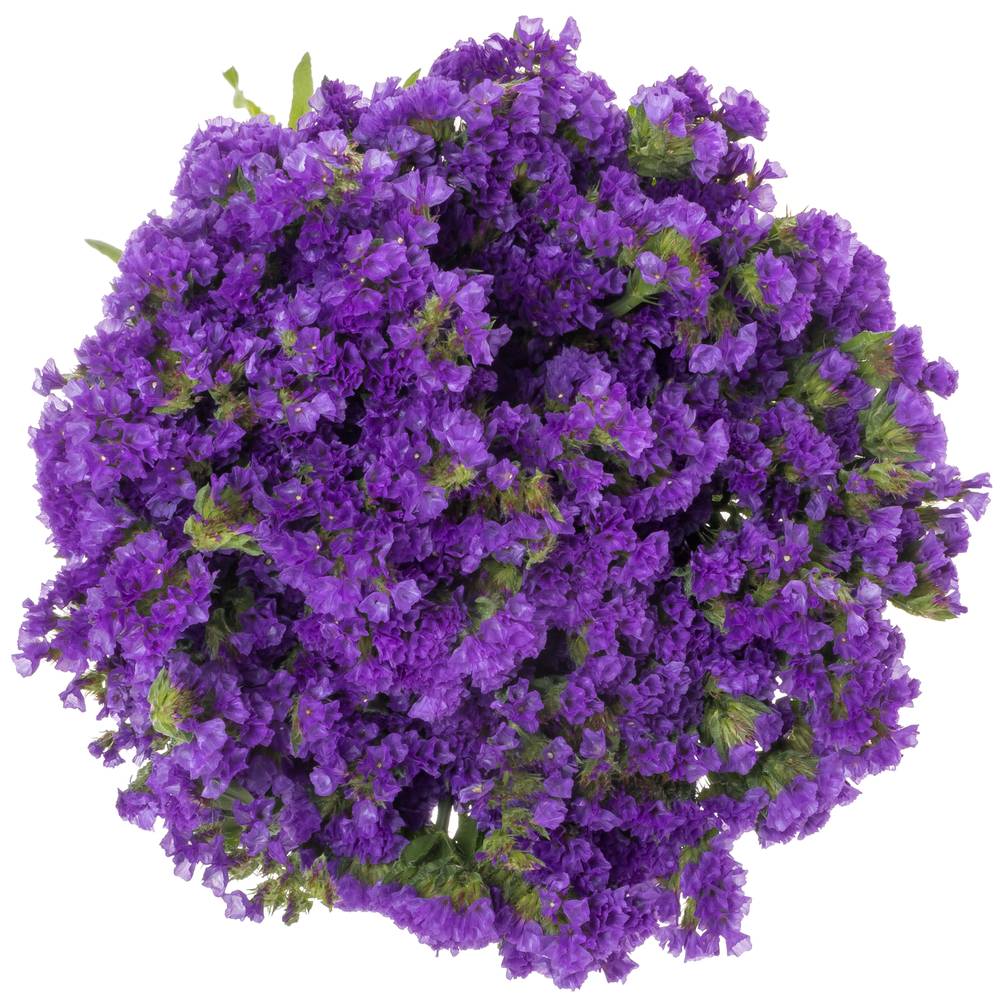 Statice blau Crystal Dark Blue 60 Gramm 80cm