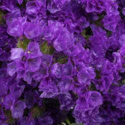 Statice blau Crystal Dark Blue 60 Gramm 80cm