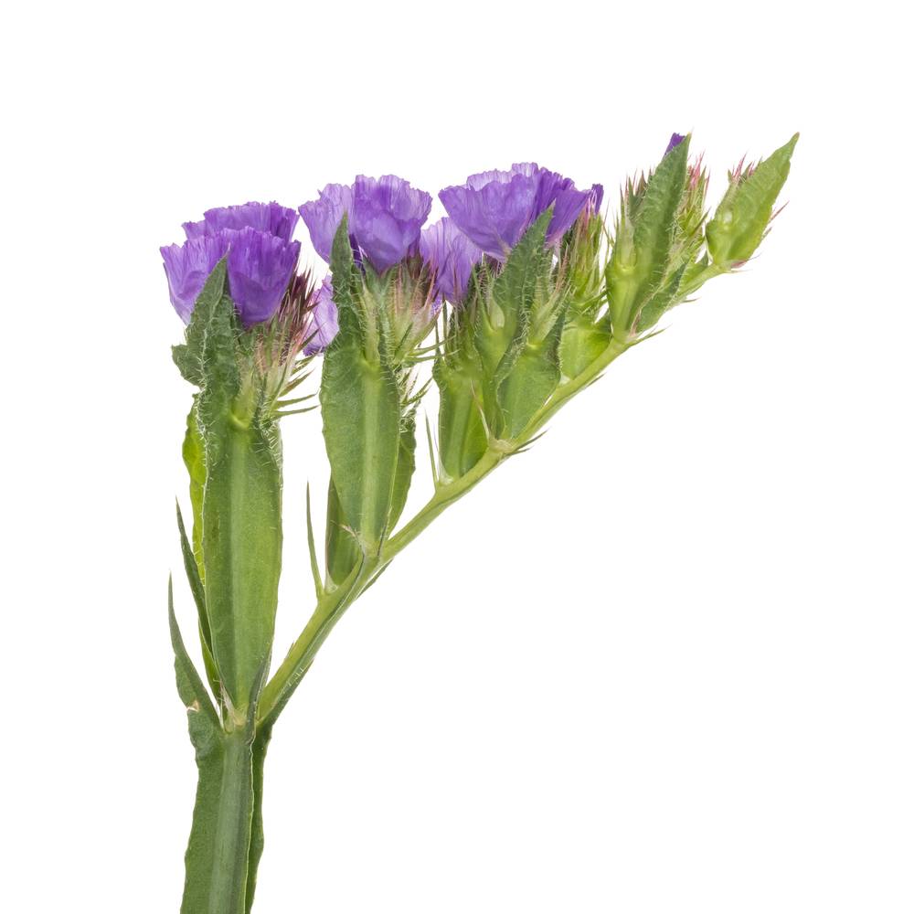 Statice blau Crystal Dark Blue 60 Gramm 80cm