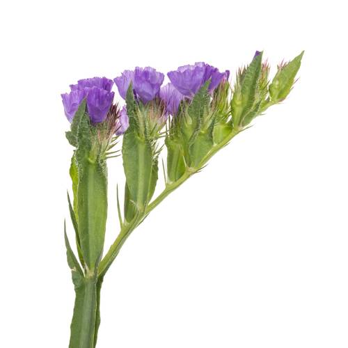 Statice blau Crystal Dark Blue 60 Gramm 80cm