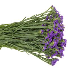 Statice blau Crystal Dark Blue 60 Gramm 80cm