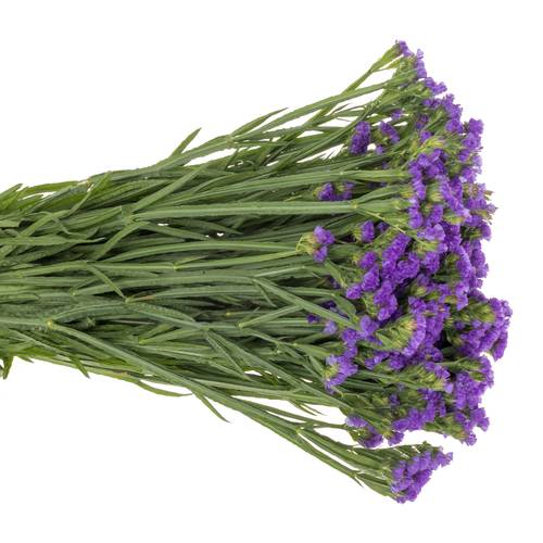 Statice blau Crystal Dark Blue 60 Gramm 80cm