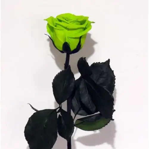 Präparierte Rose grün 30cm Gre-05