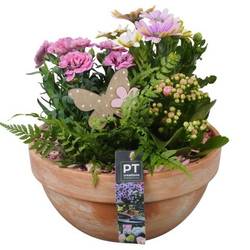 Garten.Arr PTPP6926 T23 H027