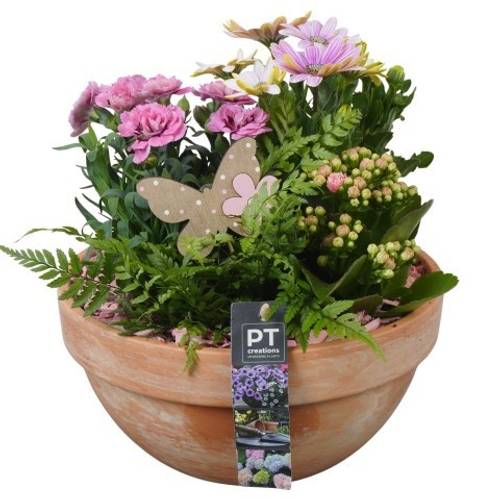 Garten.Arr PTPP6926 T23 H027
