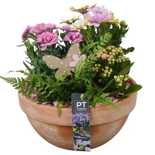 Garten.Arr PTPP6926 T23 H027