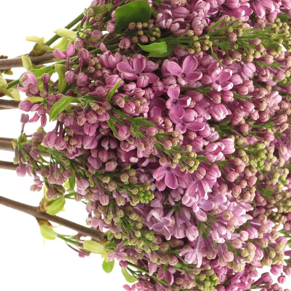 Flieder lila Hugo Koster 2 Kopf 35cm