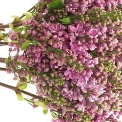 Flieder lila Hugo Koster 2 Kopf 35cm