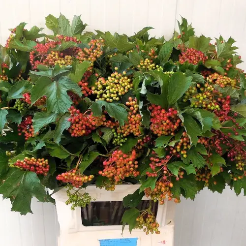 Viburnum rot Compactum 4 + Kopf 90cm