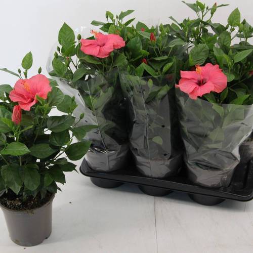 Hibiscus rosa T17 H065