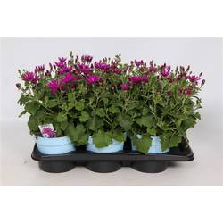 Senetti lila T17 H30