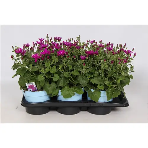 Senetti lila T17 H30