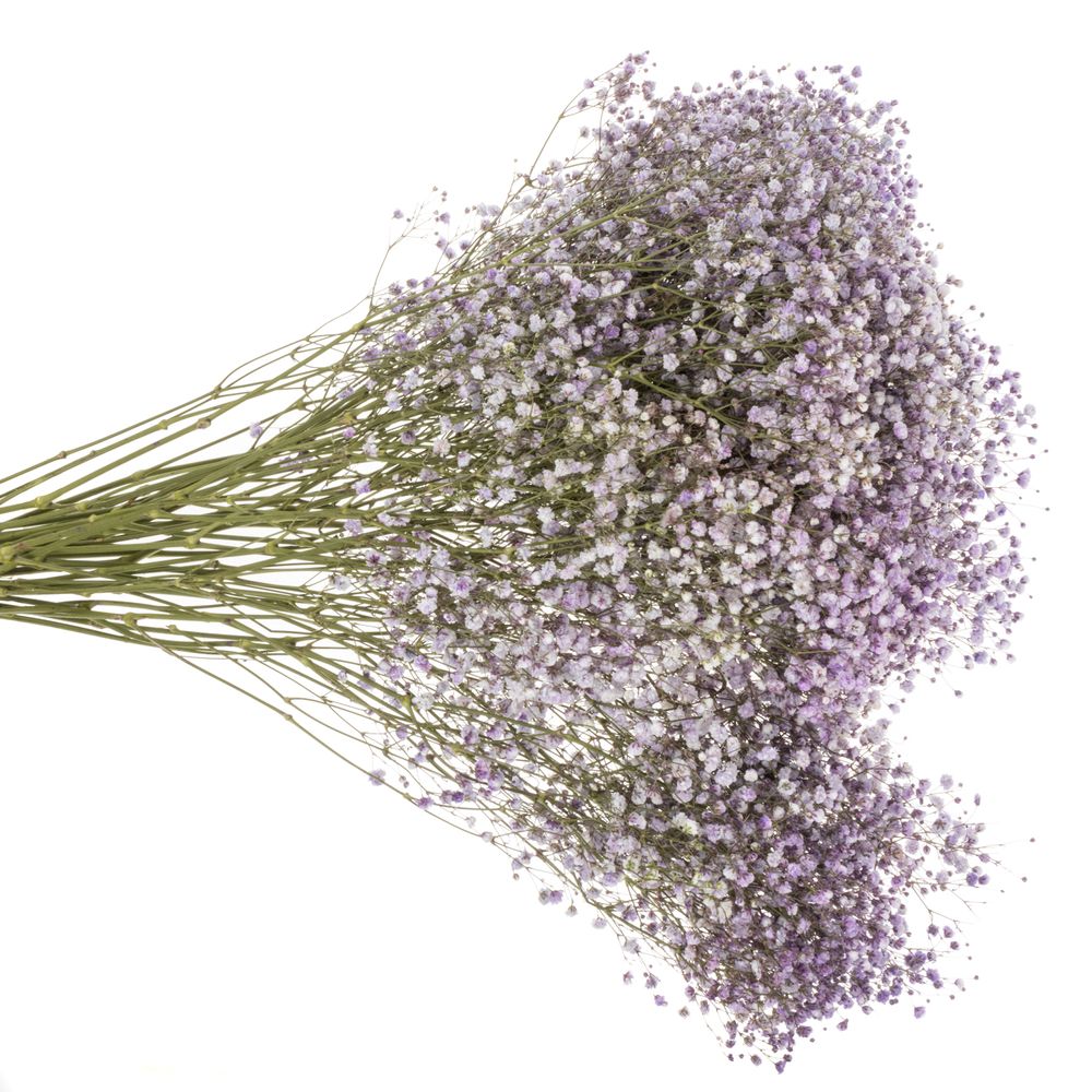 Gyps milka grosse Blüte gefärbt