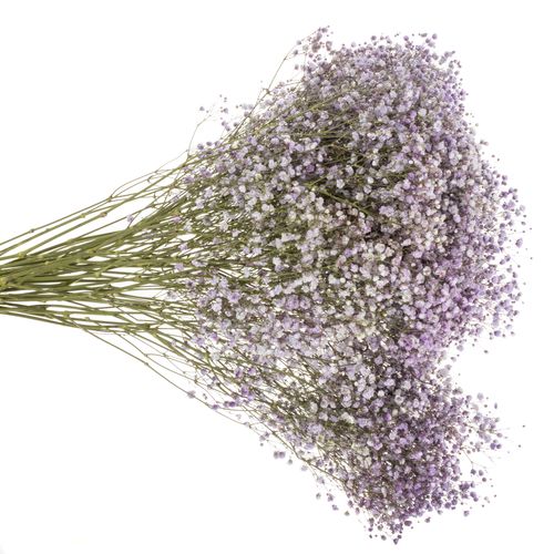 Gyps milka grosse Blüte gefärbt