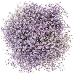 Gyps milka grosse Blüte gefärbt