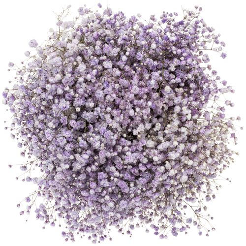 Gyps milka grosse Blüte gefärbt