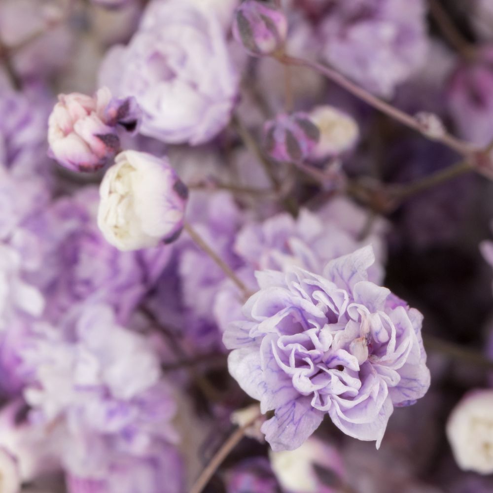 Gyps milka grosse Blüte gefärbt