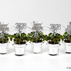 Oxalis E3608 silber T06 H015