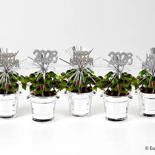 Oxalis E3608 silber T06 H015