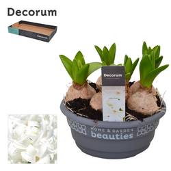 Hyazinthe 6er weiss Schale T16 H015