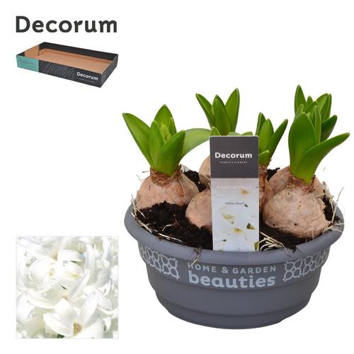 Hyazinthe 6er weiss Schale T16 H015