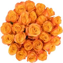 Rose orange Aloha (Ec) 40cm X10