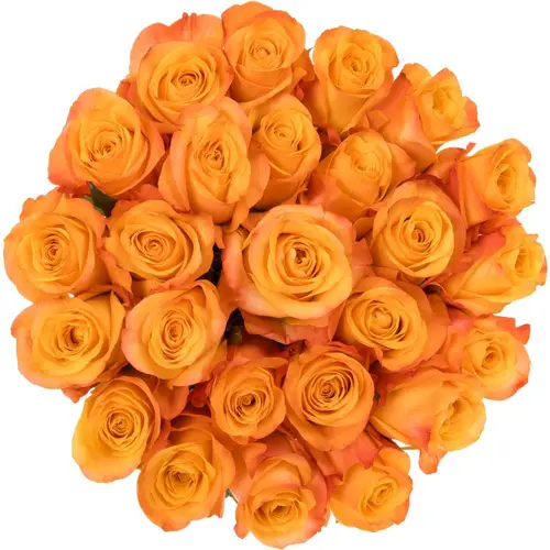 Rose orange Aloha (Ec) 40cm X10