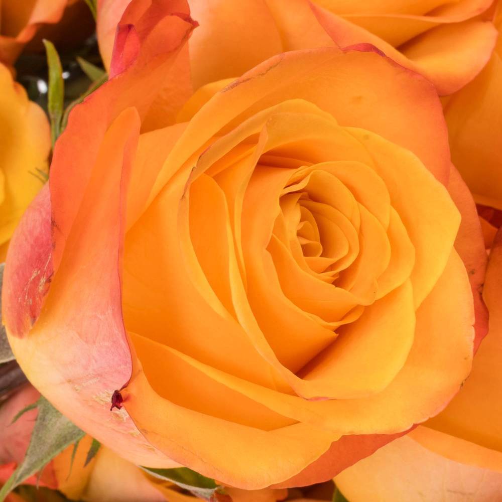 Rose orange Aloha (Ec) 40cm X10