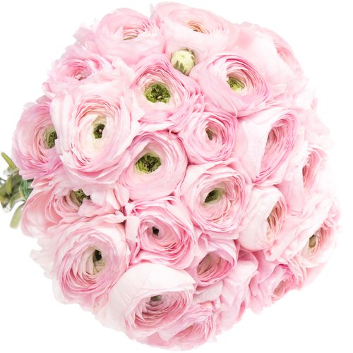 Ranunkel rosa Cloni Rosalino Lady 40cm