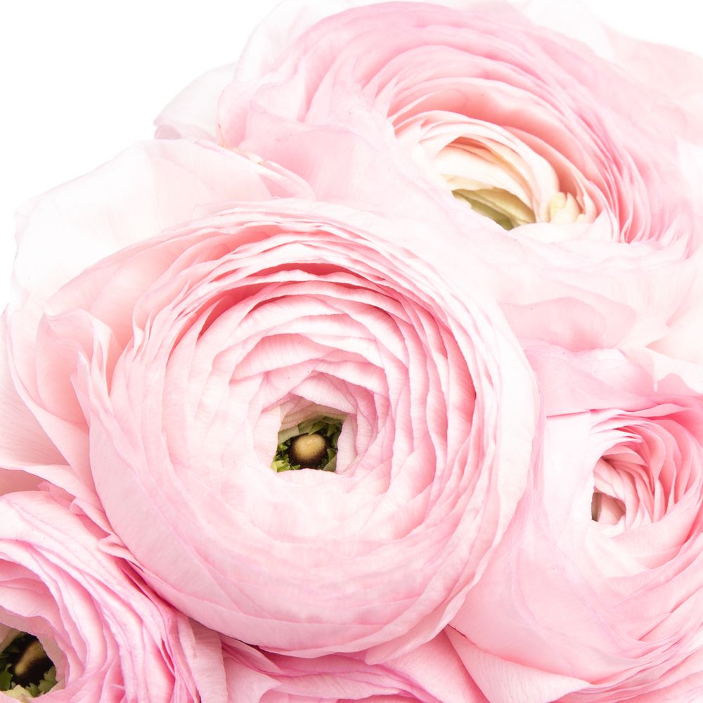 Ranunkel rosa Cloni Rosalino Lady 40cm