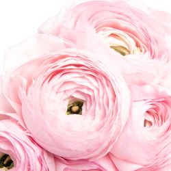 Ranunkel rosa Cloni Rosalino Lady 40cm