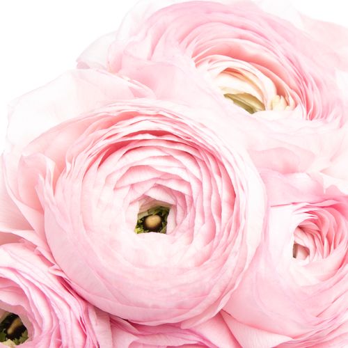 Ranunkel rosa Cloni Rosalino Lady 40cm
