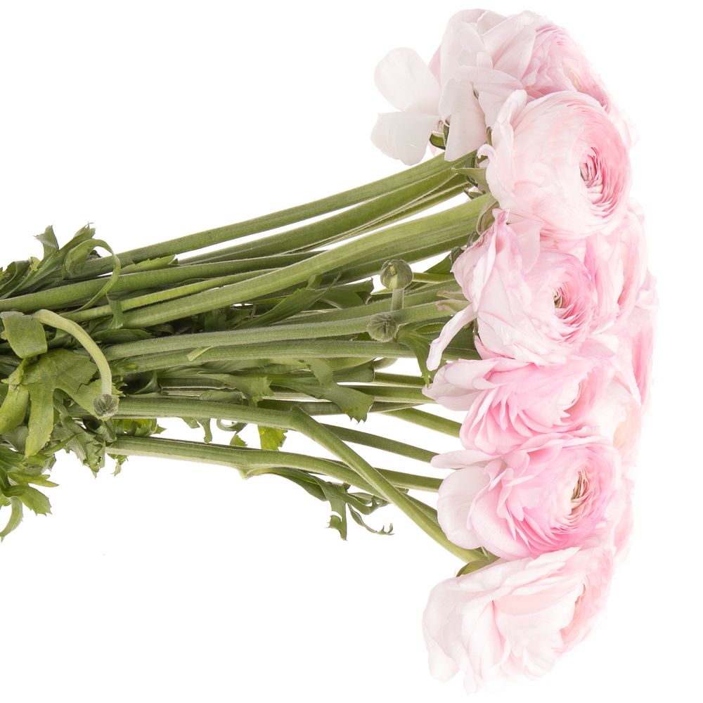 Ranunkel rosa Cloni Rosalino Lady 40cm
