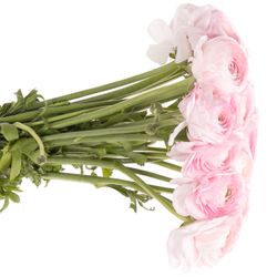 Ranunkel rosa Cloni Rosalino Lady 40cm